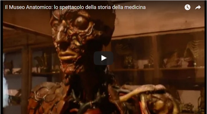 Il Museo Anatomico: lo spettacolo della storia della medicina