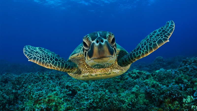 Portici, apre il più grande centro di ricerca sulle Tartarughe Marine del Mediterraneo